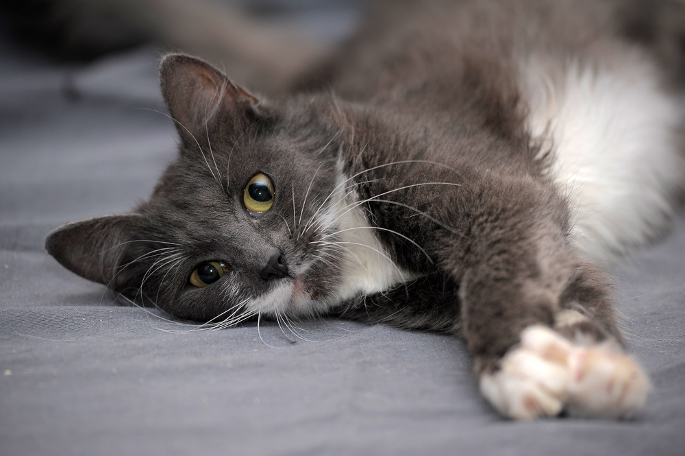 宠物猫