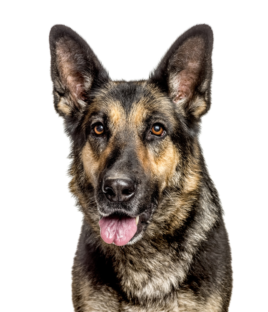 宠物犬